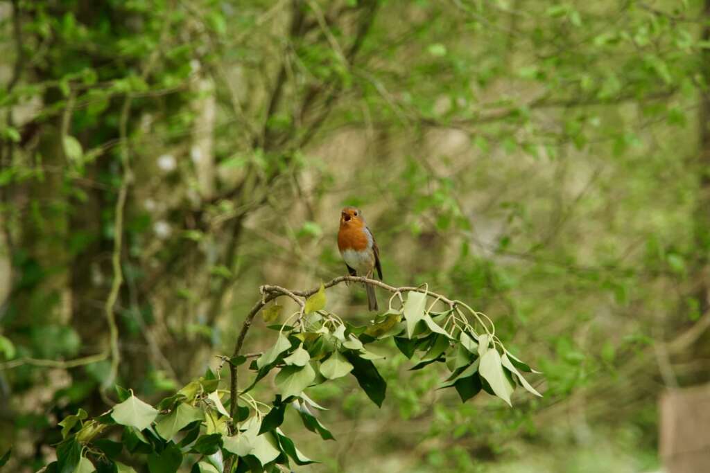 Le chant du rouge-gorge.