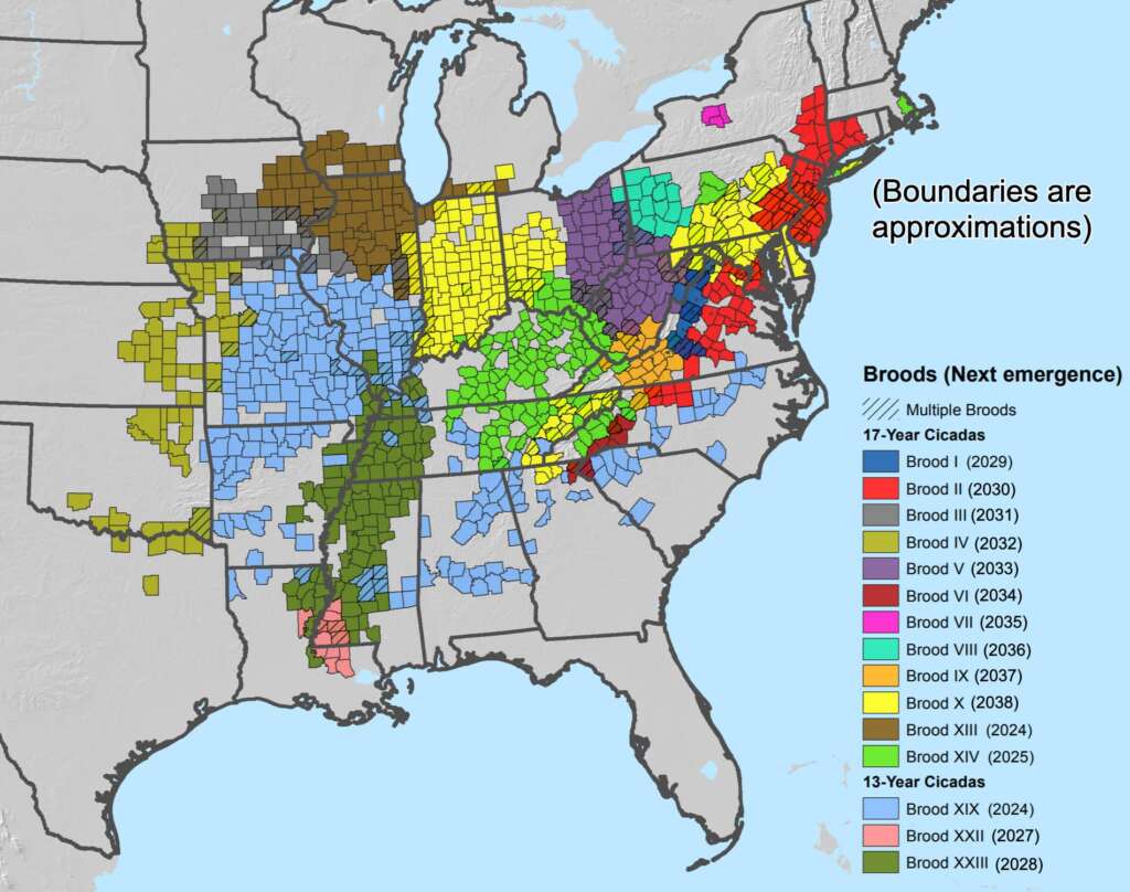 Les groupes de cigales qui peuvent envahir les États-Unis