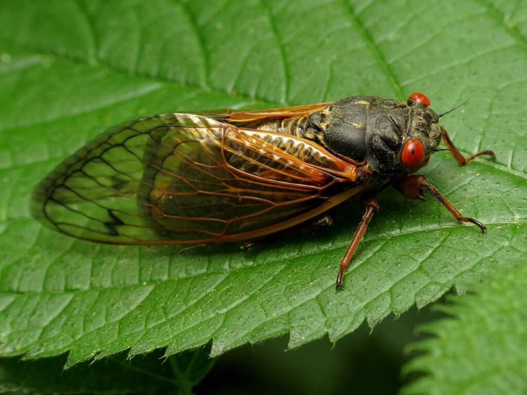 Cigale périodique. Invasion de cigales en 2024 ?