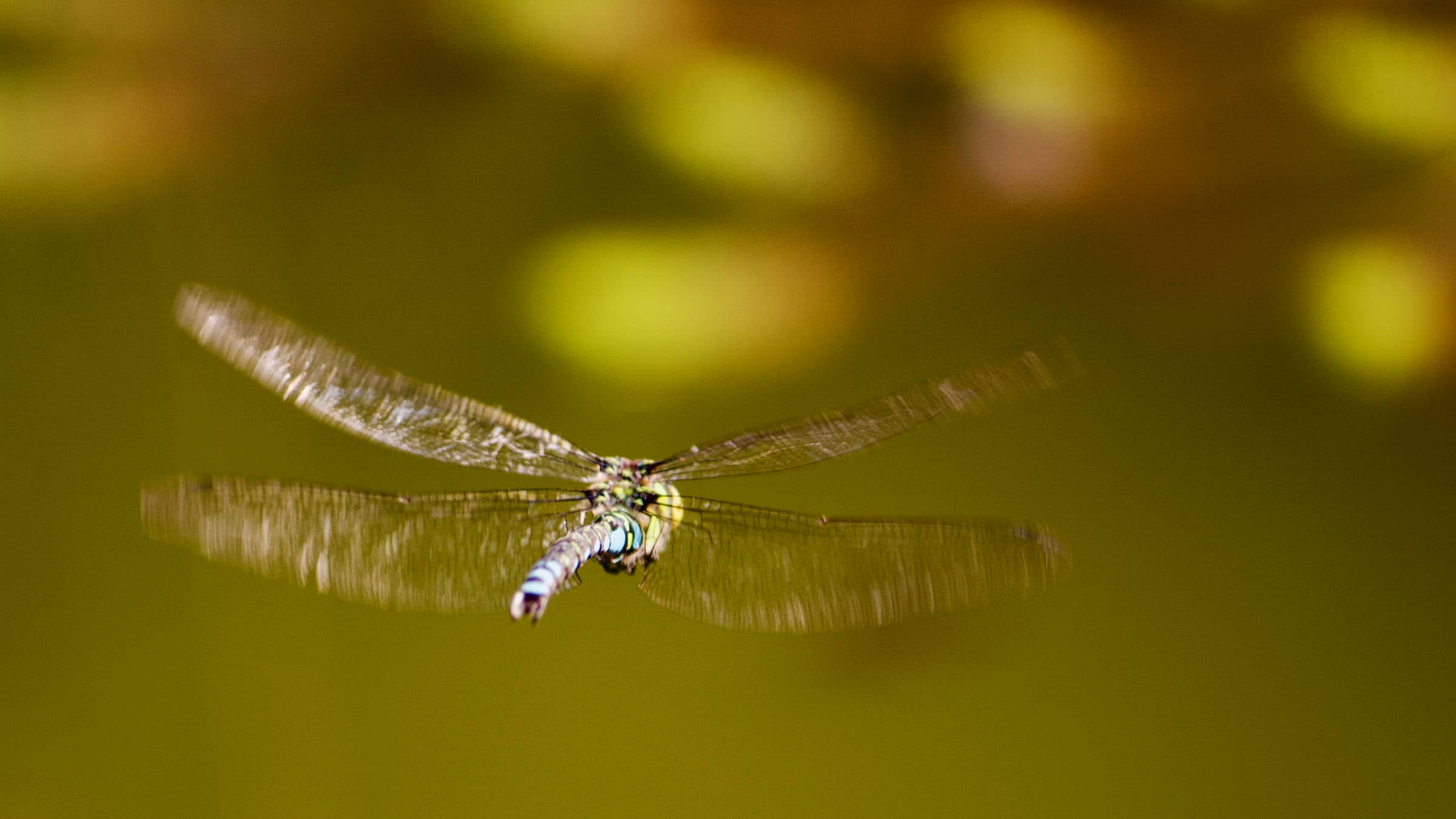 Aeshne bleue. Une grande libellule bleu et vert qui vole souvent au-dessus des eaux stagnantes.