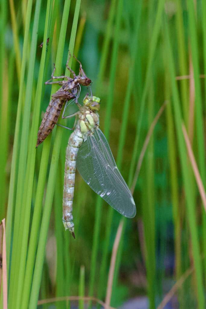 Émergence d'une libellule bleue (Aeschna cyanea)