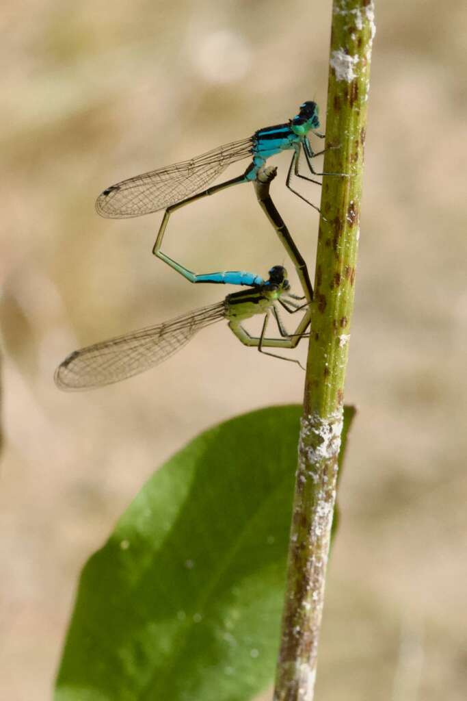 Cœur copulatoire d'agrions élégants (Ischnura elegans)