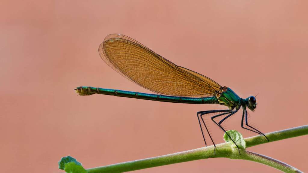 Libellule dite "demoiselle" (zygoptère). Ici un Calopteryx bleu électrique.