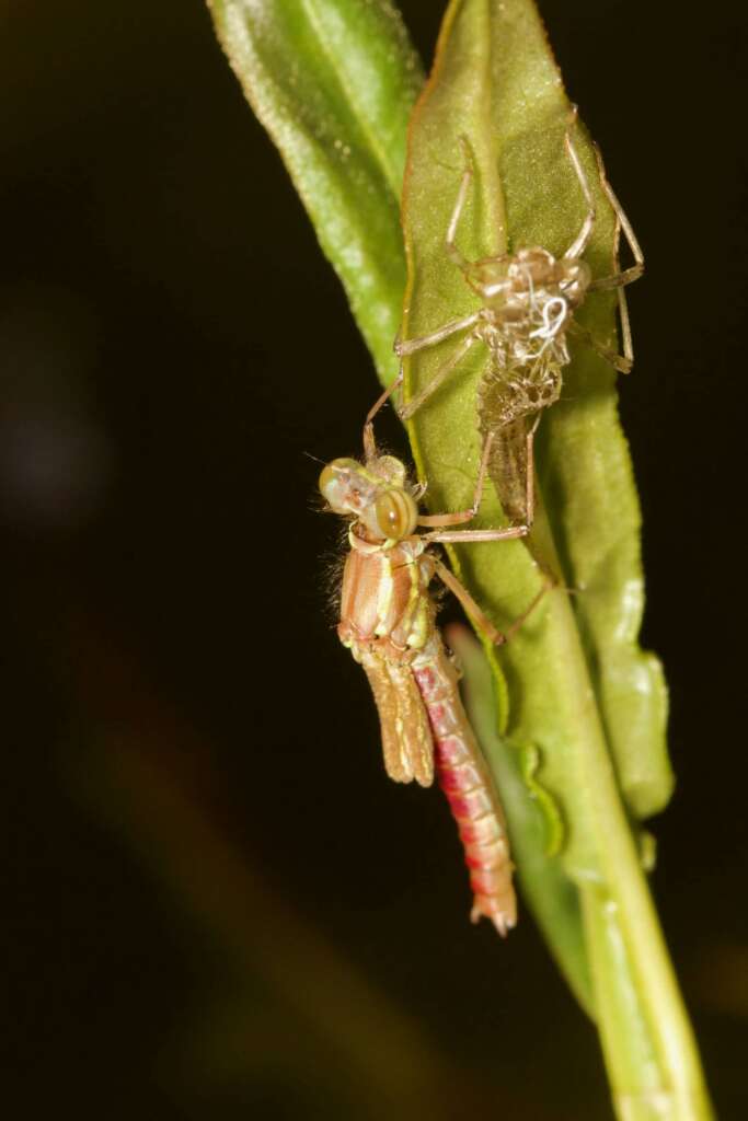 Émergence d'une libellule sympetrum et son exuvie