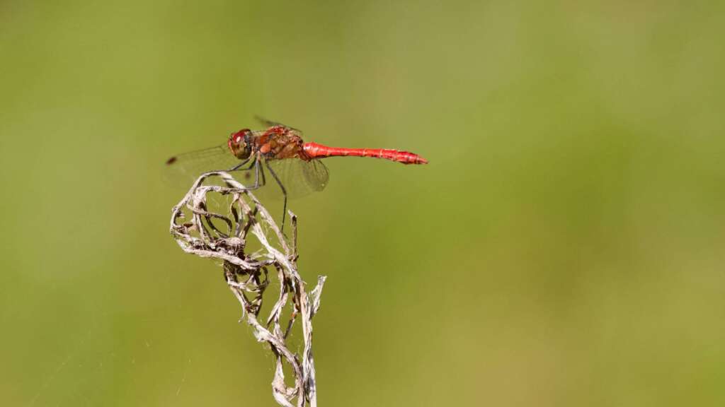 Libellule vraie ou anisoptère. Le Sympetrum est une libellule rouge de taille moyenne.