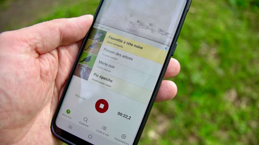 Reconnaitre un chant d'oiseau avec Merlin, c'est facile.