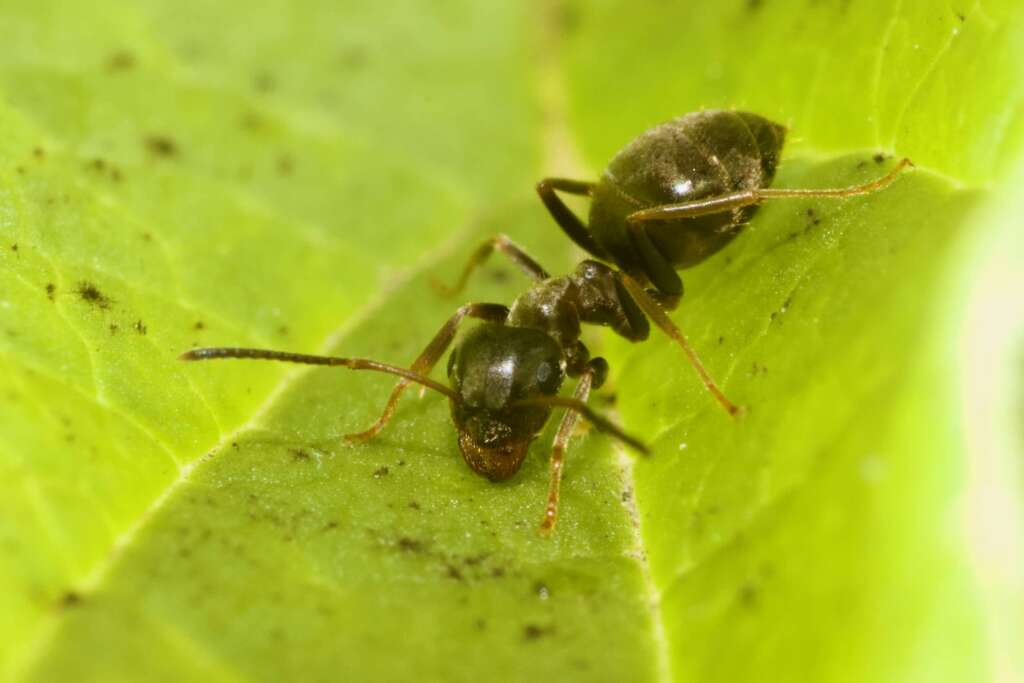 Fourmi à l'ultra-macro. Ce n'est pas un Laowa mais ça marche pas mal.