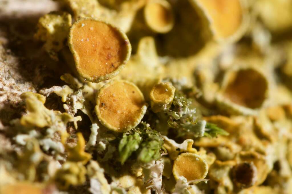 Lichens macro