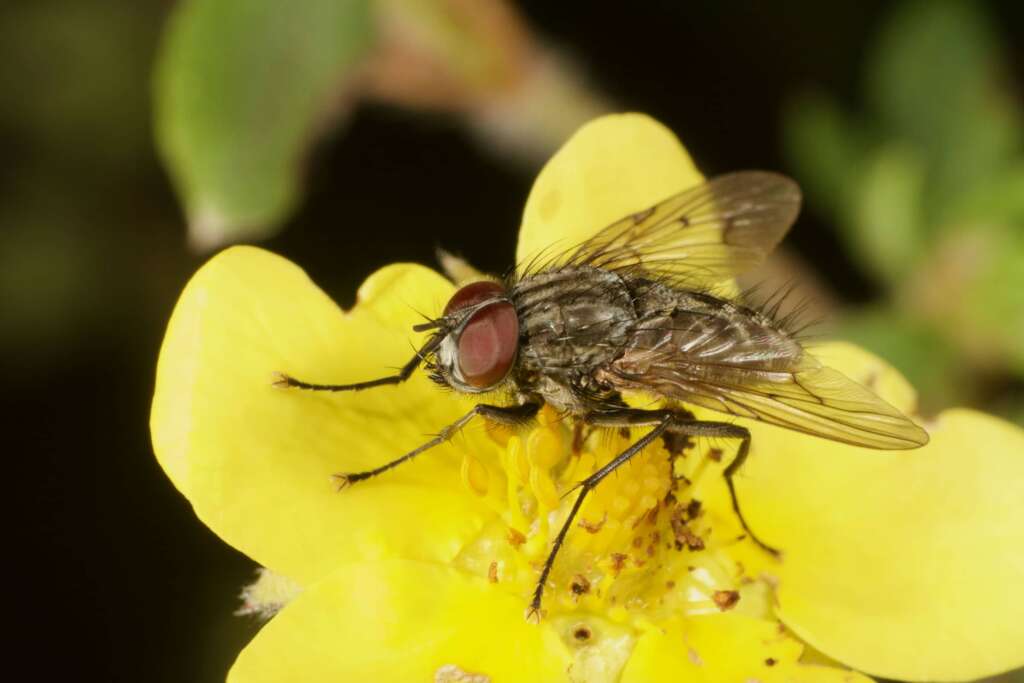 Mouche en ultra-macro DIY