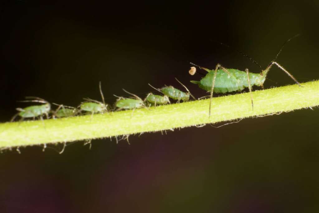 Pucerons photographiés avec un objectif macro fabriqué sur base du Canon 18-55